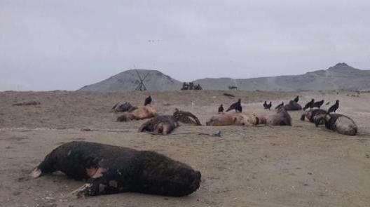 Dead sea lions on Peru beach
