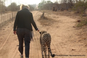 Walking the Cheetah